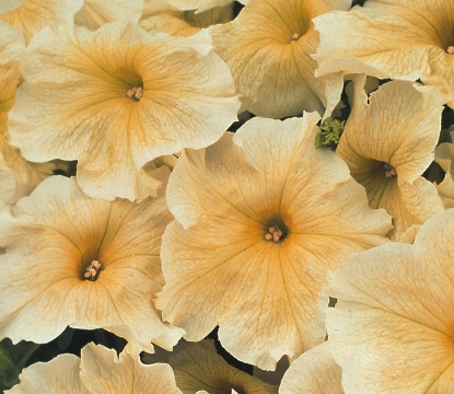 Picture of Petunia - Prism Sunshine F1